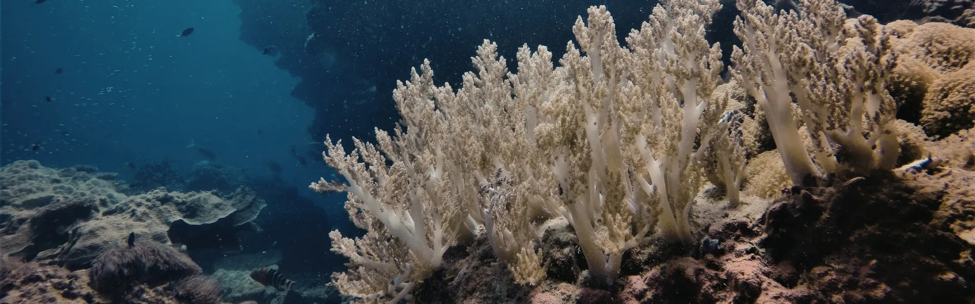 Raja Ampat and Komodo scuba diving liveaboard Indonesia – world richest marine biodiversity dive trip