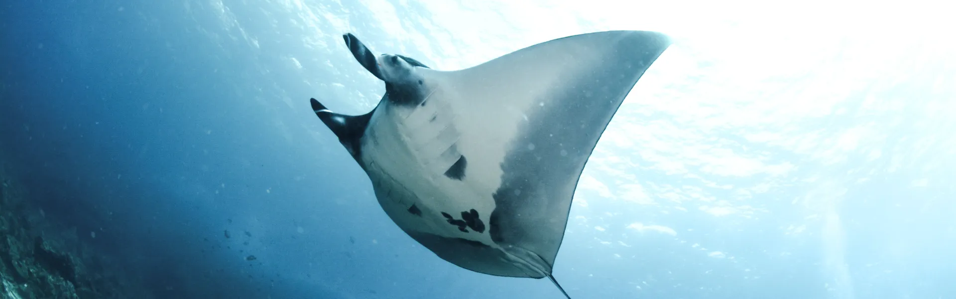 Maldives liveaboard scuba diving – manta rays and whale sharks dive trip from India