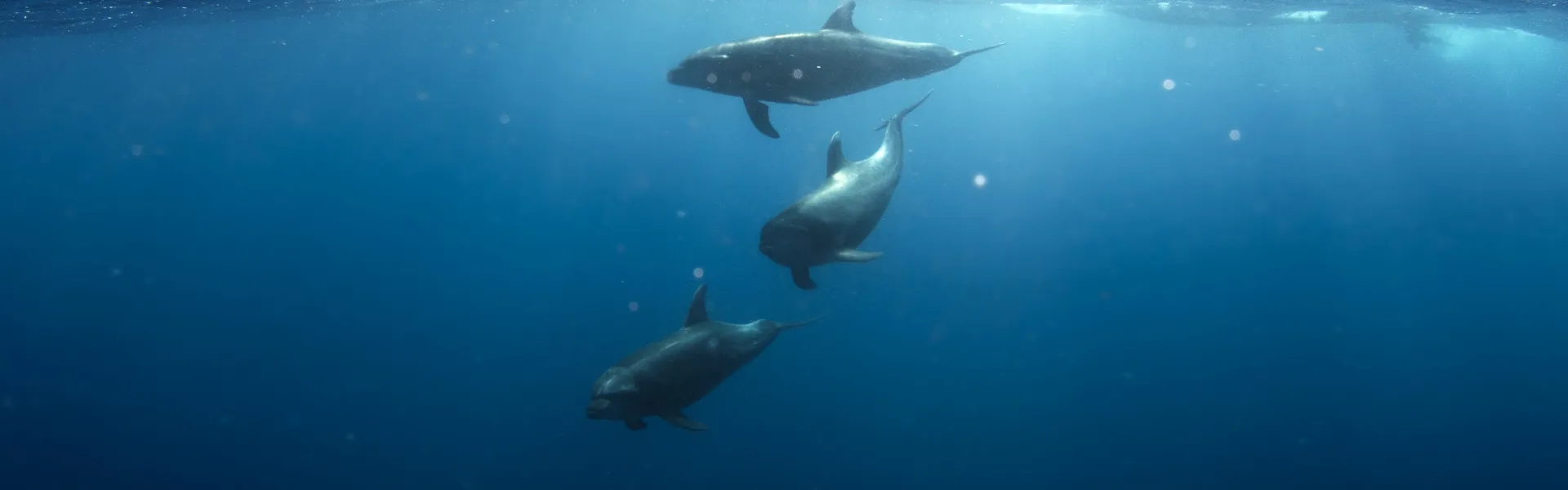 Oman scuba diving liveaboard – Daymaniyat Islands turtles and whale sharks in the Arabian Sea