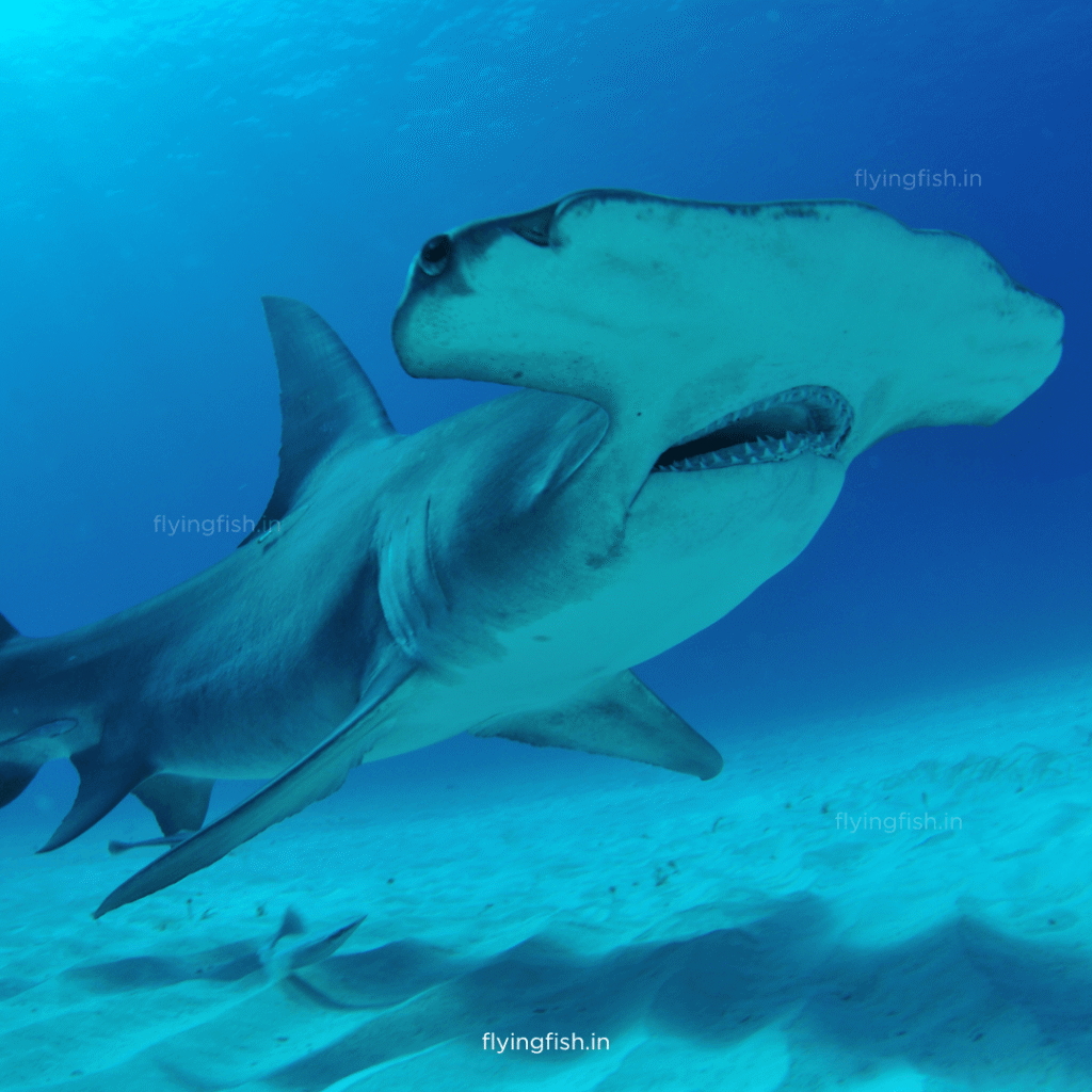 How many Shark Species Are There? Must Read!