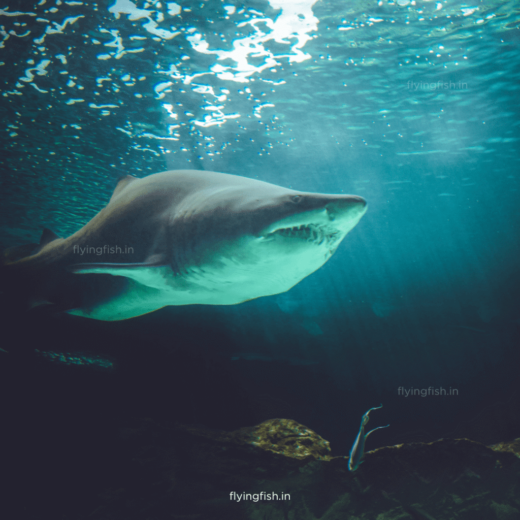 Top 7 Unseen Underwater Creatures | You have to Check this! | Scuba Diving