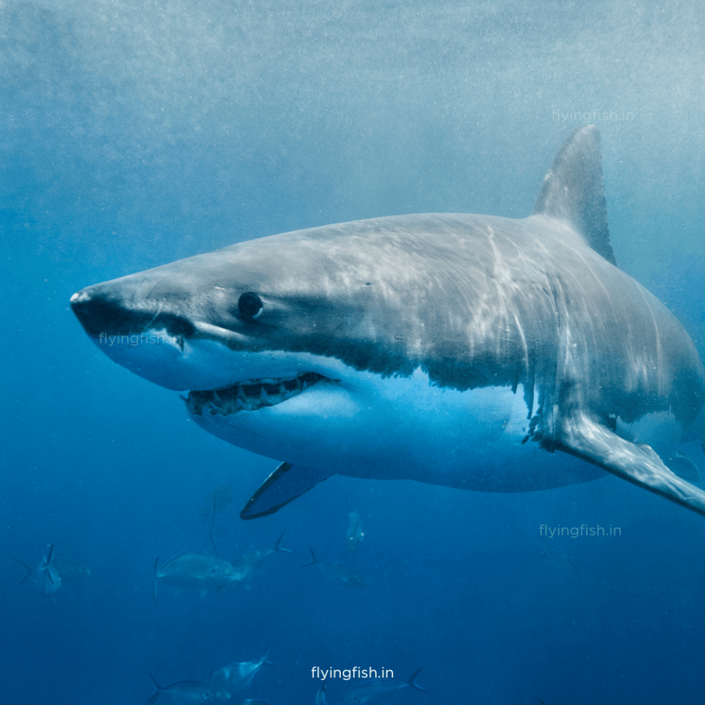 Are Sharks Dangerous?