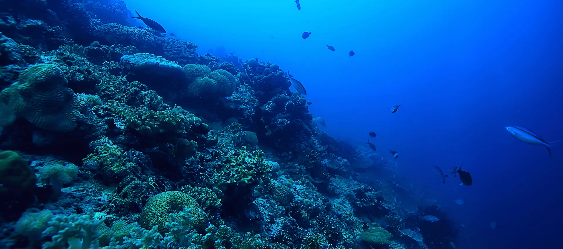 Scuba diving in Goa – vibrant coral reef and marine life at Grand Island dive site, FlyingFish SSI-certified